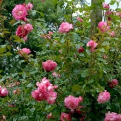'Händel' Rosa X 'Händel' (Slyngrose) A-Kvalitet,- Barrods Roser Min. 3 Grene -Plantetorvet Butik p414 52432 rosa x haendel slyngrose 078c