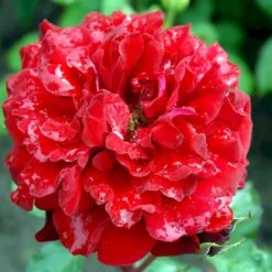 'Isabel™ Renaissance'® Rosa X 'Isabel™ Renaissance'® (Renaissancerose) A-Kvalitet,- Barrods Roser Min. 3 Grene 4 'Isabel™ Renaissance'® Rosa X 'Isabel™ Renaissance'® (Renaissancerose) A-Kvalitet,- Barrods Roser Min. 3 Grene -Plantetorvet Butik p415 52144 rosa x isabel renaissance renaissancerose 05d1