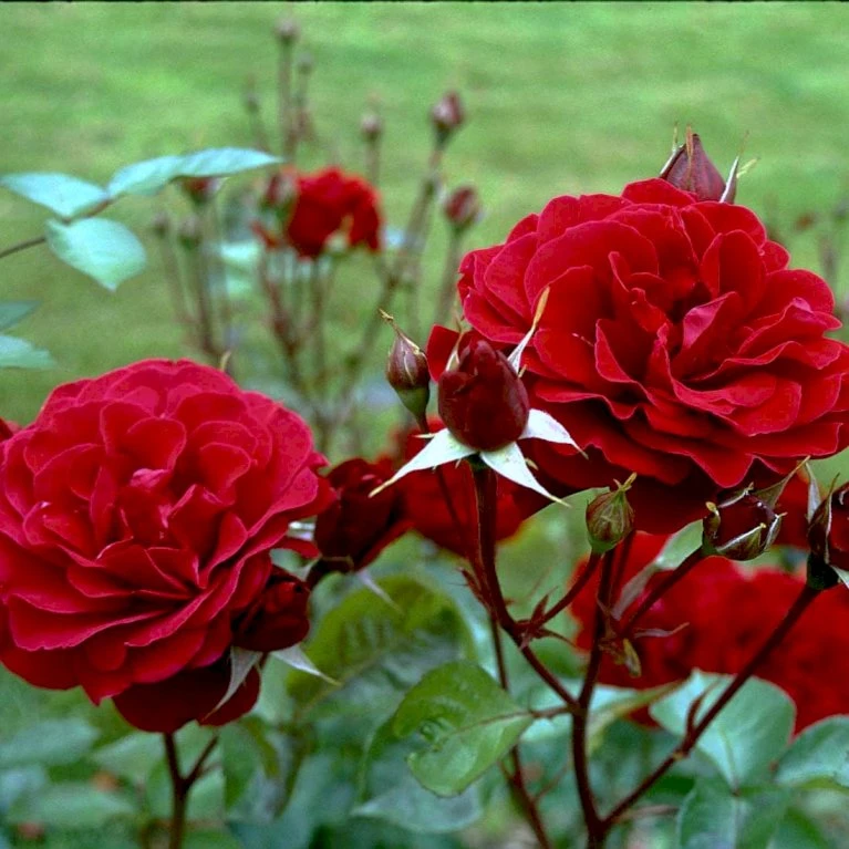 'Isabel™ Renaissance'® Rosa X 'Isabel™ Renaissance'® (Renaissancerose) A-Kvalitet,- barrods roser min. 3 grene 'Isabel™ Renaissance'® Rosa X 'Isabel™ Renaissance'® (Renaissancerose) A-Kvalitet,- Barrods Roser Min. 3 Grene -Plantetorvet Butik p415 52145 rosa x isabel renaissance renaissancerose 6b8a