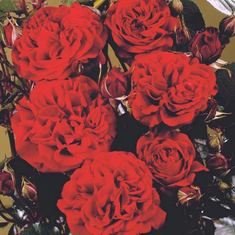 'Isabel™ Renaissance'® Rosa X 'Isabel™ Renaissance'® (Renaissancerose) A-Kvalitet,- barrods roser min. 3 grene 'Isabel™ Renaissance'® Rosa X 'Isabel™ Renaissance'® (Renaissancerose) A-Kvalitet,- Barrods Roser Min. 3 Grene -Plantetorvet Butik p415 52146 rosa x isabel renaissance renaissancerose 8364