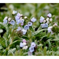 Lungeurt 'Opal' Pulmonaria Hybrid 'Opal' 1 Liter Potte