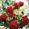 'Lichterloh'® Rosa X 'Lichterloh'® (Buketrose) A-Kvalitet,- Barrods Roser Min. 3 Grene 2 'Lichterloh'® Rosa X 'Lichterloh'® (Buketrose) A-Kvalitet,- Barrods Roser Min. 3 Grene -Plantetorvet Butik p418 51601 rosa x lichterloh buketrose bc1f