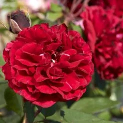 'Nadia™ Renaissance'® Rosa X 'Nadia™ Renaissance'® A-Kvalitet,- Barrods Roser Min. 3 Grene 4 'Nadia™ Renaissance'® Rosa X 'Nadia™ Renaissance'® A-Kvalitet,- Barrods Roser Min. 3 Grene -Plantetorvet Butik p423 52174 rosa x nadia renaissance 1622