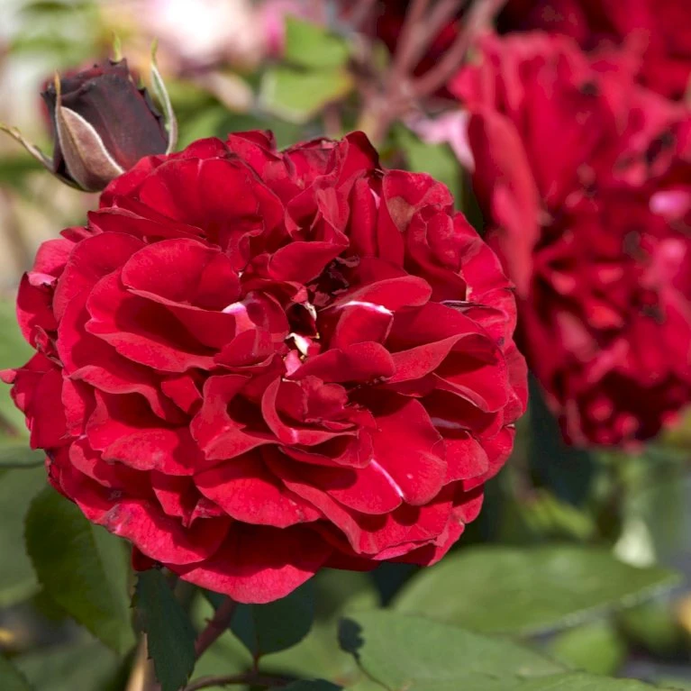 'Nadia™ Renaissance'® Rosa X 'Nadia™ Renaissance'® A-Kvalitet,- barrods roser min. 3 grene 'Nadia™ Renaissance'® Rosa X 'Nadia™ Renaissance'® A-Kvalitet,- Barrods Roser Min. 3 Grene -Plantetorvet Butik p423 52174 rosa x nadia renaissance 1622