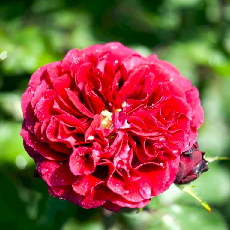 'Nadia™ Renaissance'® Rosa X 'Nadia™ Renaissance'® A-Kvalitet,- barrods roser min. 3 grene 'Nadia™ Renaissance'® Rosa X 'Nadia™ Renaissance'® A-Kvalitet,- Barrods Roser Min. 3 Grene -Plantetorvet Butik p423 52175 rosa x nadia renaissance ab7a