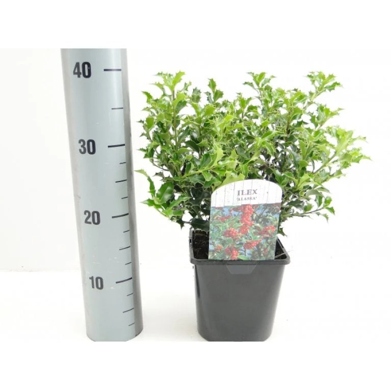 Almindelig Kristtorn 'Alaska' Ilex Aquifolium 'Alaska' Potte 2,0 liter,- 25-30 cm. Almindelig Kristtorn 'Alaska' Ilex Aquifolium 'Alaska' Potte 2,0 Liter,- 25-30 Cm. -Plantetorvet Butik p4291 14387 ilex aquifolium alaska c52a