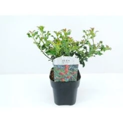 Almindelig Kristtorn 'Alaska' Ilex Aquifolium 'Alaska' Potte 2,0 Liter,- 25-30 Cm. 4 Almindelig Kristtorn 'Alaska' Ilex Aquifolium 'Alaska' Potte 2,0 Liter,- 25-30 Cm. -Plantetorvet Butik p4291 33927 ilex aquifolium alaska eeaa