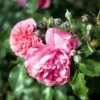 'Rosarium Uetersen'® Rosa X 'Rosarium Uetersen'® (Slyngrose) A-Kvalitet,- Barrods Roser Min. 3 Grene -Plantetorvet Butik p431 52874 rosa x rosarium uetersen slyngrose 9bc8