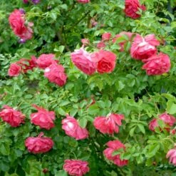 'Rosarium Uetersen'® Rosa X 'Rosarium Uetersen'® (Slyngrose) A-Kvalitet,- Barrods Roser Min. 3 Grene -Plantetorvet Butik p431 52875 rosa x rosarium uetersen slyngrose bf63