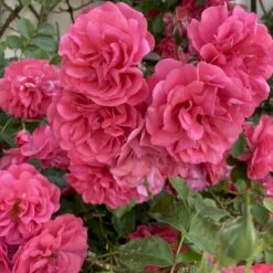 'Rosarium Uetersen'® Rosa X 'Rosarium Uetersen'® (Slyngrose) A-Kvalitet,- Barrods Roser Min. 3 Grene -Plantetorvet Butik p431 53635 rosa x rosarium uetersen slyngrose 18ff