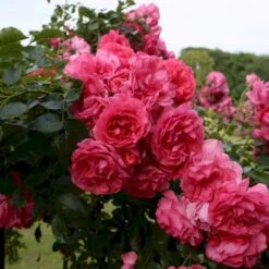'Rosarium Uetersen'® Rosa X 'Rosarium Uetersen'® (Slyngrose) A-Kvalitet,- Barrods Roser Min. 3 Grene -Plantetorvet Butik p431 53636 rosa x rosarium uetersen slyngrose 249b