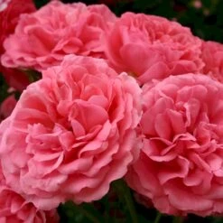 'Rosarium Uetersen'® Rosa X 'Rosarium Uetersen'® (Slyngrose) A-Kvalitet,- Barrods Roser Min. 3 Grene -Plantetorvet Butik p431 53637 rosa x rosarium uetersen slyngrose 962f