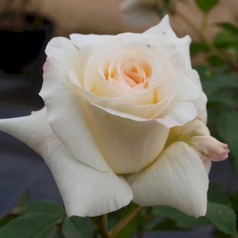 'Schneewalzer'® Rosa X 'Schneewalzer'® (Slyngrose) A-Kvalitet,- barrods roser min. 3 grene 'Schneewalzer'® Rosa X 'Schneewalzer'® (Slyngrose) A-Kvalitet,- Barrods Roser Min. 3 Grene -Plantetorvet Butik p433 52896 rosa x schneewalzer slyngrose 1865