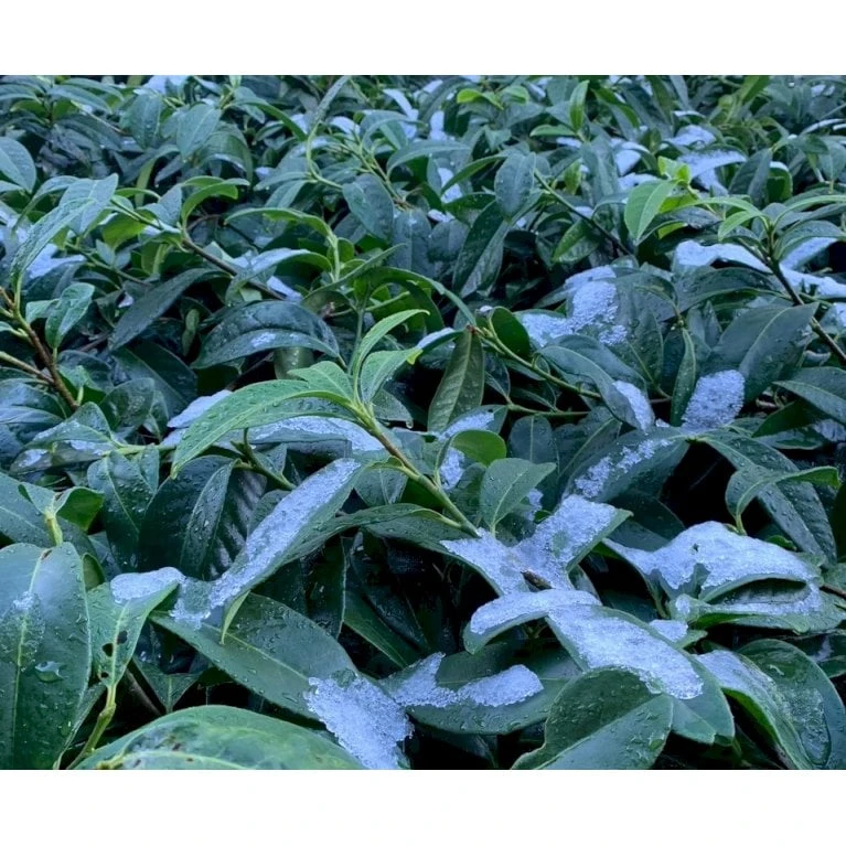 Krybende Kirsebærlaurbær Prunus Laurocerasus 'Mount Vernon' 5 liter potte 40-60 cm Krybende Kirsebærlaurbær Prunus Laurocerasus 'Mount Vernon' 5 Liter Potte 40-60 Cm -Plantetorvet Butik p4420 38028 prunus laurocerasus mount vernon 32bf