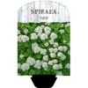 Birkebladet Spiræa 'Thor' Spiraea Betulifolia 'Thor' Potte 2,0 Liter,- 25-30 Cm. 1 Birkebladet Spiræa 'Thor' Spiraea Betulifolia 'Thor' Potte 2,0 Liter,- 25-30 Cm. -Plantetorvet Butik p4422 38467 image b2b5