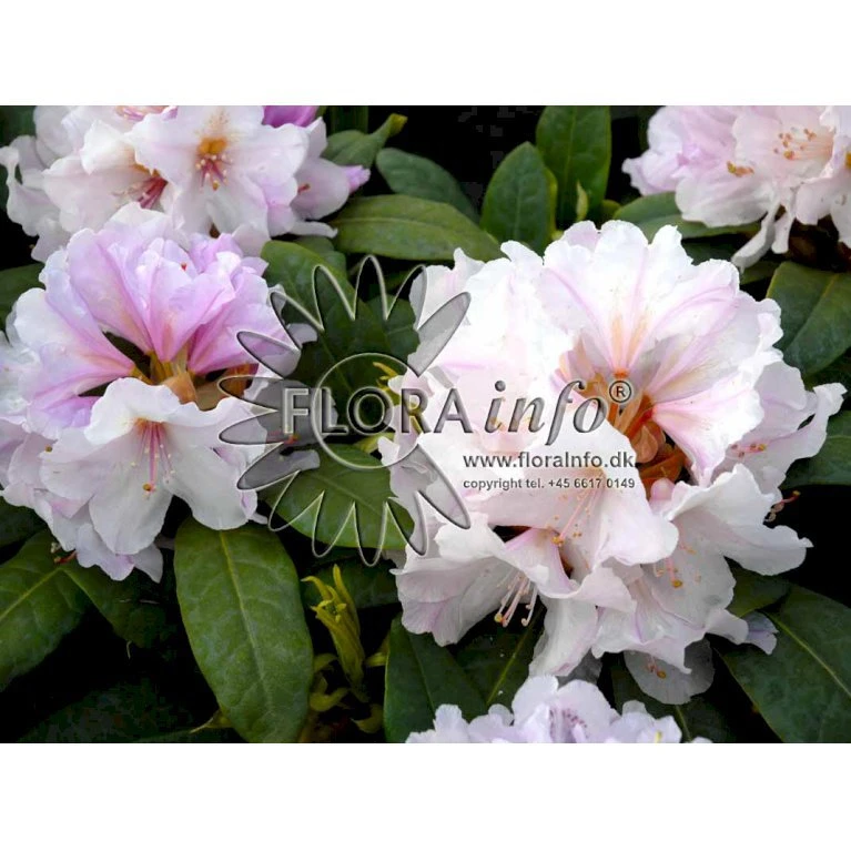 'Eskimo' Rhododendron Hybrid 'Eskimo' Potte 5,0 liter,- 30-40 cm. 'Eskimo' Rhododendron Hybrid 'Eskimo' Potte 5,0 Liter,- 30-40 Cm. -Plantetorvet Butik p4510 3337 r hybrid eskimo 75dc