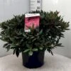 'Winsome' Rhododendron Hybrid 'Winsome' Potte 20 Liter,- 50-60 Cm.