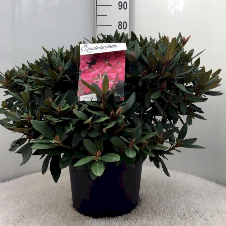 'Winsome' Rhododendron Hybrid 'Winsome' Potte 20 liter,- 50-60 cm. 'Winsome' Rhododendron Hybrid 'Winsome' Potte 20 Liter,- 50-60 Cm. -Plantetorvet Butik p4541 43285 rhododendron hybrid winsome 773e