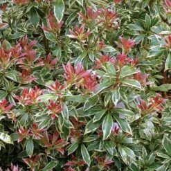 Pieris 'Little Heath' Pieris Japonica 'Little Heath' 2 Liter Potte