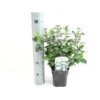 Vinter-snebolle Viburnum Tinus Potte 2,0 Liter,- 25-30 Cm.