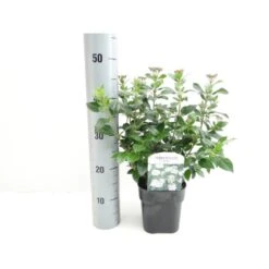 Vinter-snebolle Viburnum Tinus Potte 2,0 Liter,- 25-30 Cm.