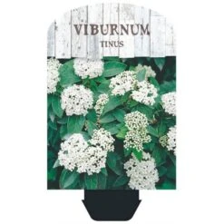 Vinter-snebolle Viburnum Tinus Potte 2,0 Liter,- 25-30 Cm. 4 Vinter-snebolle Viburnum Tinus Potte 2,0 Liter,- 25-30 Cm. -Plantetorvet Butik p4699 38471 image 3fff