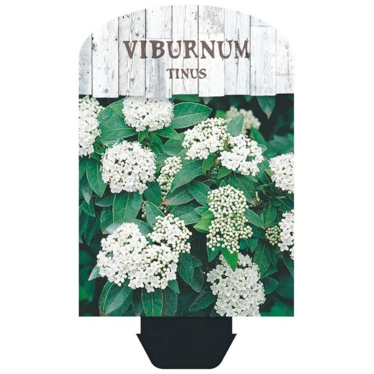 Vinter-snebolle Viburnum Tinus Potte 2,0 liter,- 25-30 cm. Vinter-snebolle Viburnum Tinus Potte 2,0 Liter,- 25-30 Cm. -Plantetorvet Butik p4699 38471 image 3fff