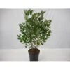 Blommebladet Surbær 'Viking' Aronia Prunifolia 'Viking' Potte 12 Liter,- 60-80 Cm. -Plantetorvet Butik p4701 34233 aronia prunifolia viking ab2a