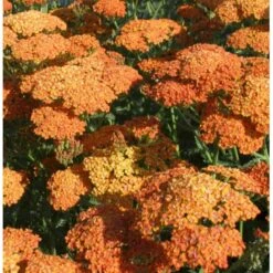 Røllike 'Terracotta' Achillea Millefolium 'Terracotta' 1 Liter Potte -Plantetorvet Butik p4703 37861 achillea millefolium terra cotta 91c6