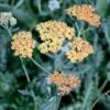 Røllike 'Terracotta' Achillea Millefolium 'Terracotta' 1 Liter Potte