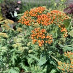 Røllike 'Terracotta' Achillea Millefolium 'Terracotta' 1 Liter Potte -Plantetorvet Butik p4703 48909 achillea millefolium terracotta a10e