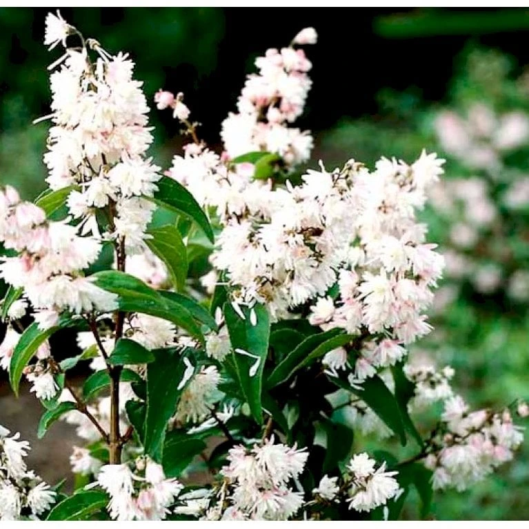 Stor Stjernetop 'Plena' Deutzia Scabra 'Plena' Potte 6,5 liter 60-80 cm. Stor Stjernetop 'Plena' Deutzia Scabra 'Plena' Potte 6,5 Liter 60-80 Cm. -Plantetorvet Butik p4823 37524 deutzia scabra plena ff60