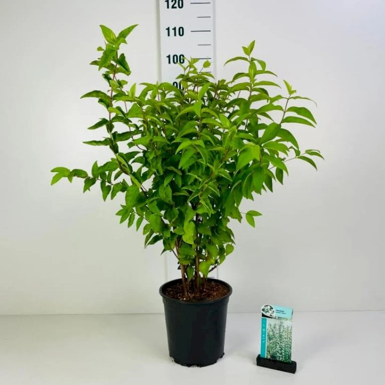Stor Stjernetop 'Plena' Deutzia Scabra 'Plena' Potte 6,5 liter 60-80 cm. Stor Stjernetop 'Plena' Deutzia Scabra 'Plena' Potte 6,5 Liter 60-80 Cm. -Plantetorvet Butik p4823 42332 deutzia scabra plena 6701