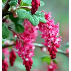 Blodribs 'King Edward VII' Ribes Sanguineum 'King Edward Vii' Potte 12 Liter,- 100-125 Cm. 4 Blodribs 'King Edward VII' Ribes Sanguineum 'King Edward Vii' Potte 12 Liter,- 100-125 Cm. -Plantetorvet Butik p4829 37465 ribes sanguineum king edward vii d5fb