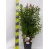 Spiræa 'Triumphans' Spiraea Billardii 'Triumphans' Potte 7,5 Liter 80-100 Cm. -Plantetorvet Butik p4830 41918 spiraea billardii triumphans cb78