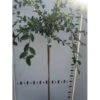 Cotoneaster Cotoneaster Lacteus Opstammet 120 Cm. 7,5 Liter Potte -Plantetorvet Butik p4841 45619 cotoneaster lacteus bd3a