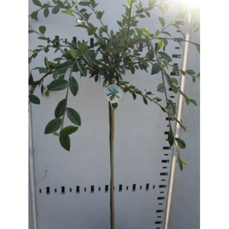 Cotoneaster Cotoneaster Lacteus Opstammet 120 cm. 7,5 liter potte Cotoneaster Cotoneaster Lacteus Opstammet 120 Cm. 7,5 Liter Potte -Plantetorvet Butik p4841 45619 cotoneaster lacteus bd3a