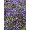 Krybeklokke Campanula Portenschlagiana 10 Cm. Potte -Plantetorvet Butik p489 27766 campanula portenschlagiana a73f