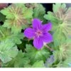 Wlassows Storkenæb Geranium Wlassovianum 1 Liter Potte -Plantetorvet Butik p4903 36186 geranium wlassovianum d9f9