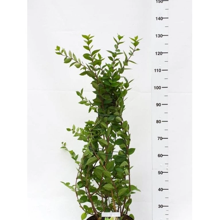 Busk-kaprifolie Lonicera Fragrantissima Potte 10 liter,- 60-80 cm. Busk-kaprifolie Lonicera Fragrantissima Potte 10 Liter,- 60-80 Cm. -Plantetorvet Butik p4907 42132 lonicera fragrantissima 5fe0