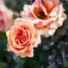'Ashram'® Rosa X 'Ashram'® (Storblomstrende) A-Kvalitet,- Barrods Roser Min. 3 Grene