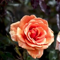 'Ashram'® Rosa X 'Ashram'® (Storblomstrende) A-Kvalitet,- Barrods Roser Min. 3 Grene -Plantetorvet Butik p4922 51204 rosa x ashram storblomstrende 89d4