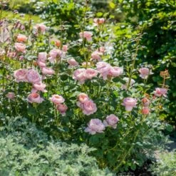 'Queen Of Sweden' Rosa X 'Queen Of Sweden' (Engelsk Rose) A-Kvalitet,- Barrods Roser Min. 3 Grene -Plantetorvet Butik p4943 53103 rosa x queen of sweden engelsk rose 740a