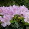 'Robert Seleger' Rhododendron Hybrid 'Robert Seleger' Potte 2,0 Liter,- 20-25 Cm. 1 'Robert Seleger' Rhododendron Hybrid 'Robert Seleger' Potte 2,0 Liter,- 20-25 Cm. -Plantetorvet Butik p4977 36934 rhododendron hybrid robert seleger 057b
