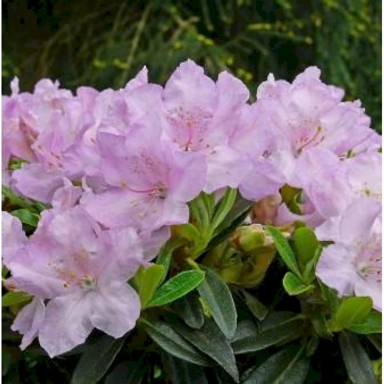 'Robert Seleger' Rhododendron Hybrid 'Robert Seleger' Potte 2,0 liter,- 20-25 cm. 'Robert Seleger' Rhododendron Hybrid 'Robert Seleger' Potte 2,0 Liter,- 20-25 Cm. -Plantetorvet Butik p4977 36934 rhododendron hybrid robert seleger 057b