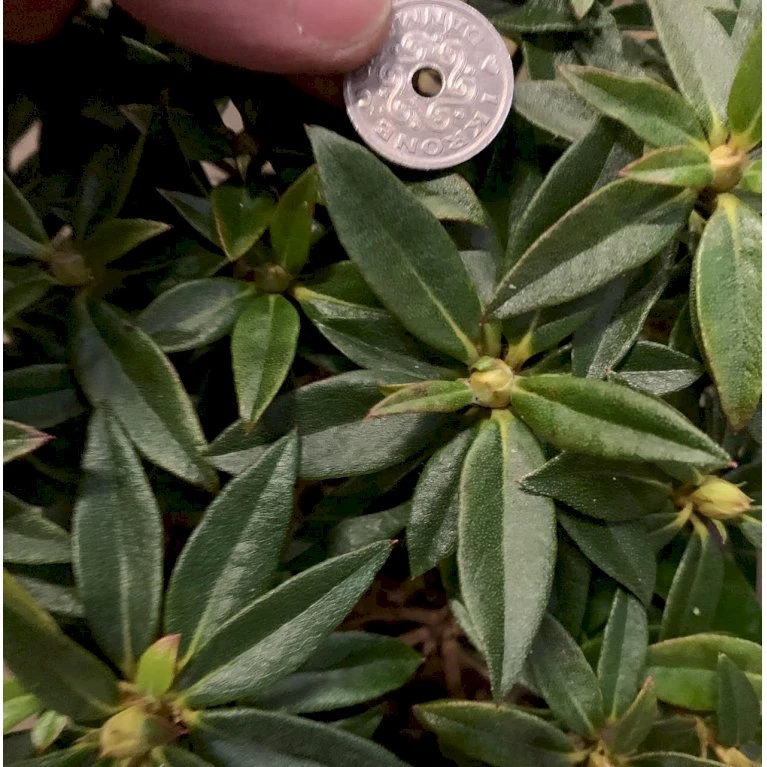 'Robert Seleger' Rhododendron Hybrid 'Robert Seleger' Potte 2,0 liter,- 20-25 cm. 'Robert Seleger' Rhododendron Hybrid 'Robert Seleger' Potte 2,0 Liter,- 20-25 Cm. -Plantetorvet Butik p4977 38027 rhododendron hybrid robert seleger 483a