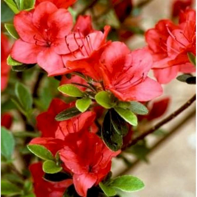 'Fridoline' Rhododendron Jap.'Fridoline' Potte 2,0 liter,- 20-25 cm. 'Fridoline' Rhododendron Jap.'Fridoline' Potte 2,0 Liter,- 20-25 Cm. -Plantetorvet Butik p4980 36542 jap azalea fridoline 3cb8