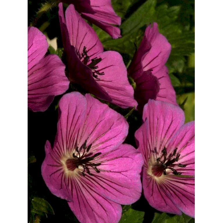 Storkenæb 'Pink Penny' Geranium Hybrid 'Pink Penny' 1 liter potte Storkenæb 'Pink Penny' Geranium Hybrid 'Pink Penny' 1 Liter Potte -Plantetorvet Butik p5066 36185 geranium hybrid pink penny ac74