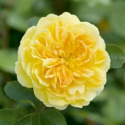 'Molineux' Rosa X 'Molineux' (Engelsk Rose) A-Kvalitet,- Barrods Roser Min. 3 Grene -Plantetorvet Butik p5134 53066 rosa x molineux engelsk rose 6fde