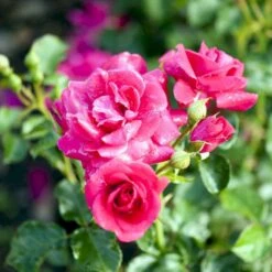 'Avila'™ Rosa X 'Avila'™ (Slotsrose) A-Kvalitet,- Barrods Roser Min. 3 Grene -Plantetorvet Butik p5158 51883 rosa x avila slotsrose 7bb1